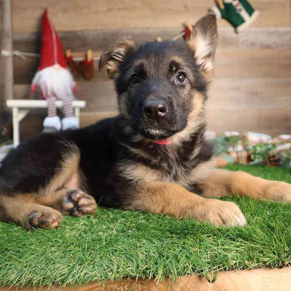 carousel pet images