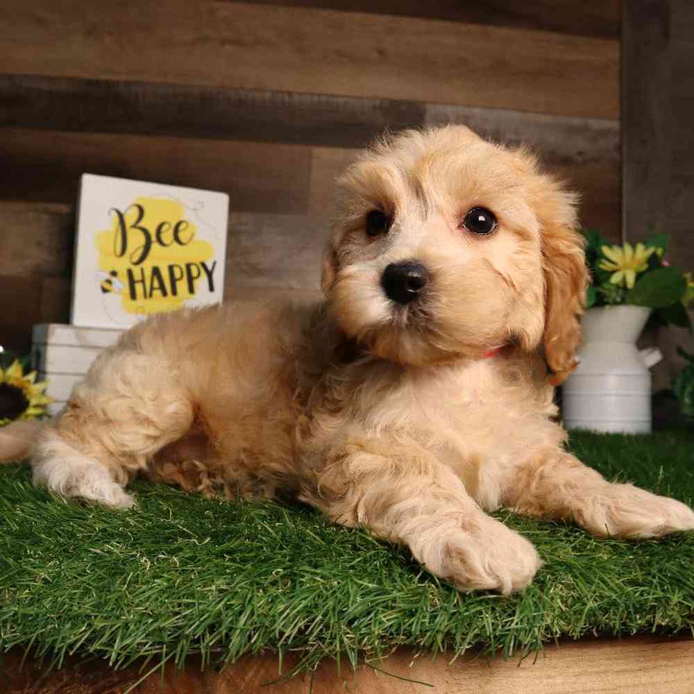 carousel pet images