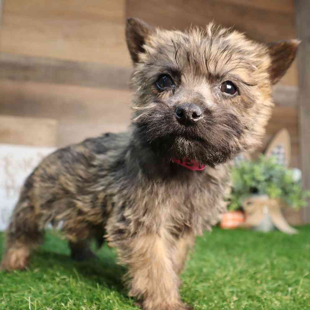 Female Cairn Terrier Puppy for Sale in Blaine, MN