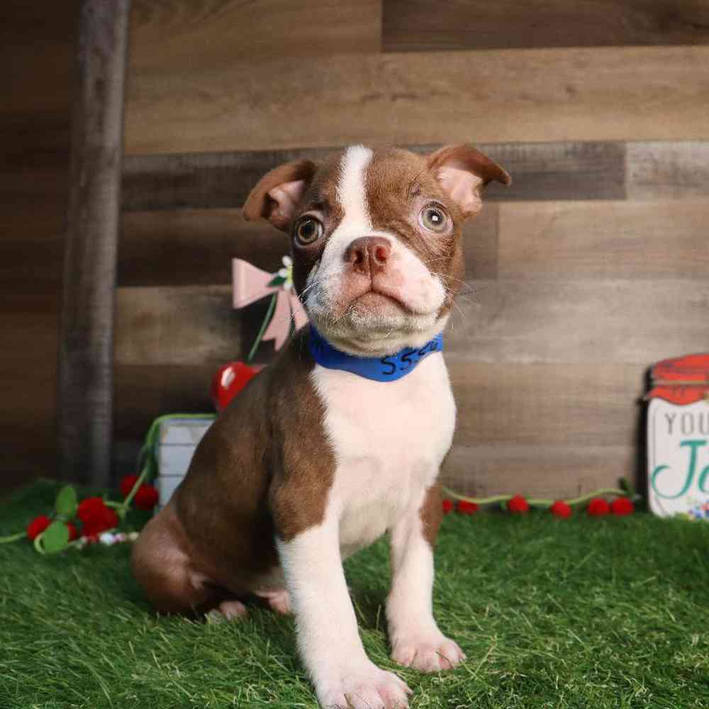 Male Boston Terrier Puppy for Sale in Blaine, MN