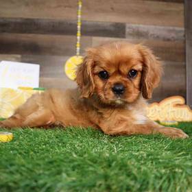 Cavalier King Charles Spaniel