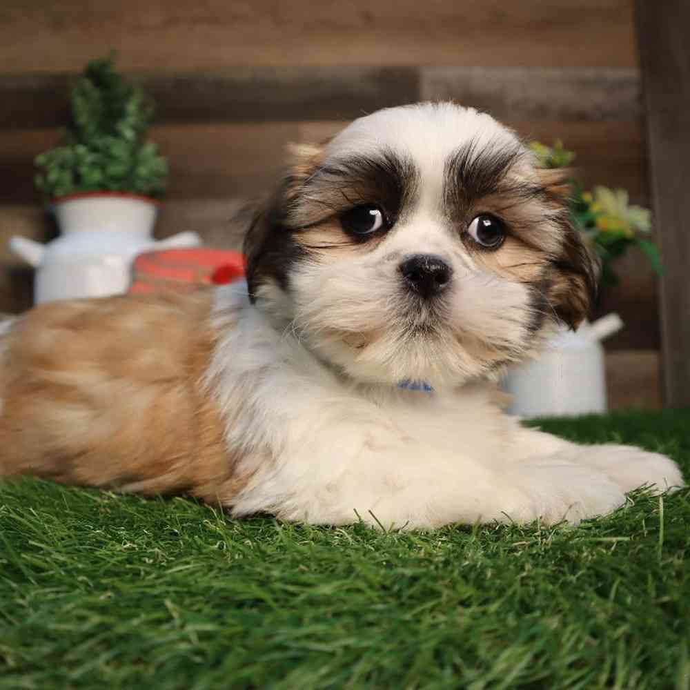 carousel pet images