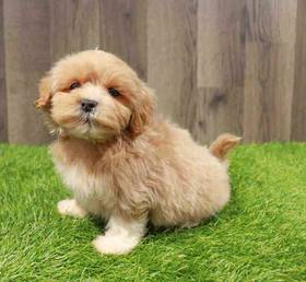 Lhasa-Poo