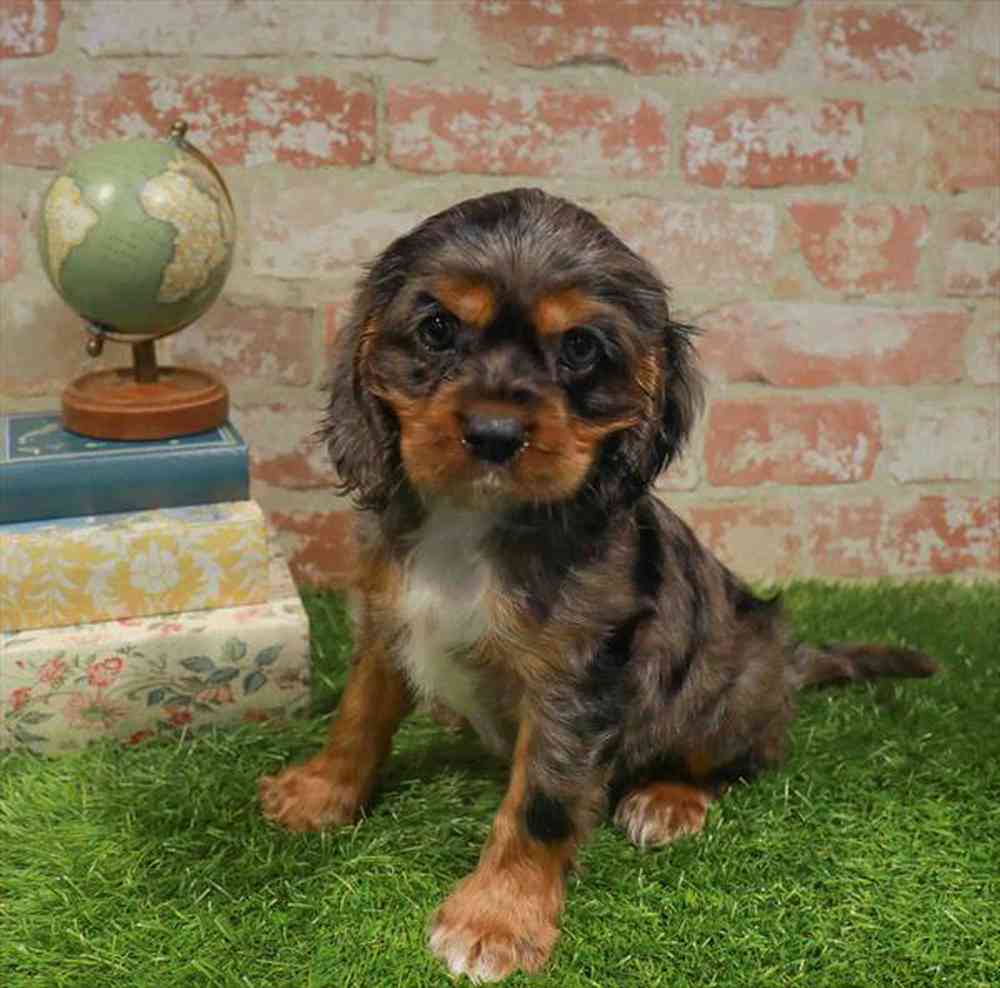 Image of a pet breed in the gallery