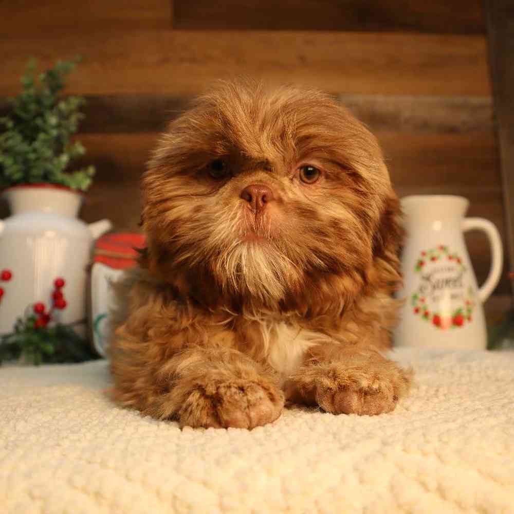 carousel pet images