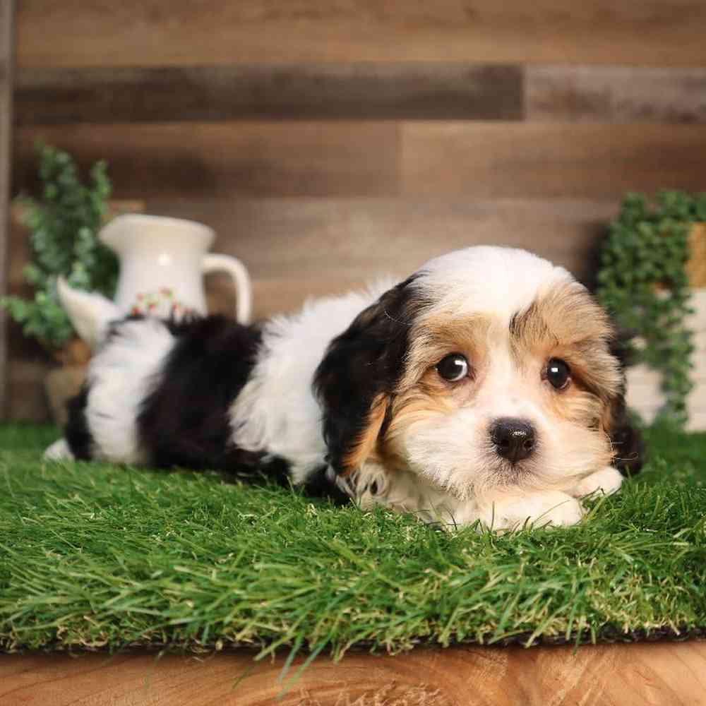 carousel pet images