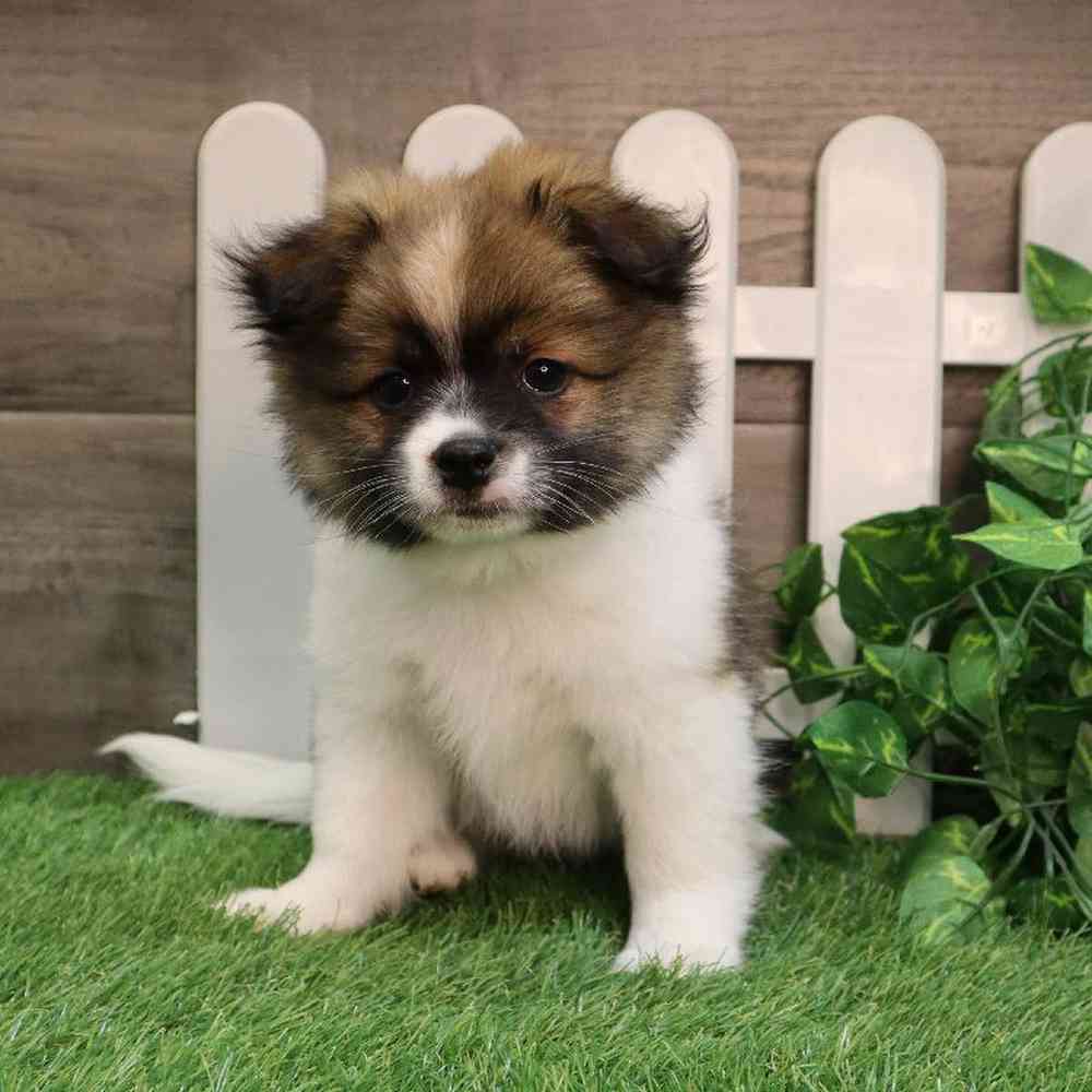 Male Pomachon Puppy for sale