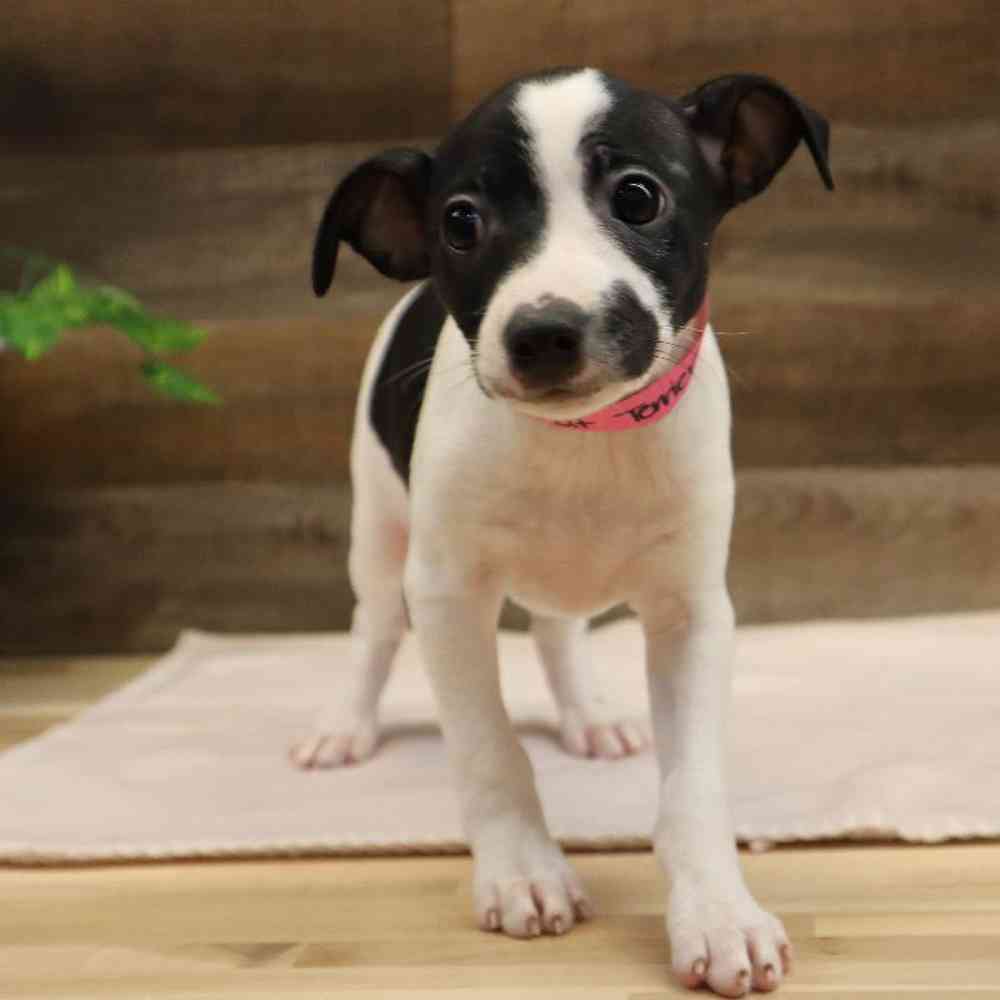 Female Rat Terrier Puppy for sale