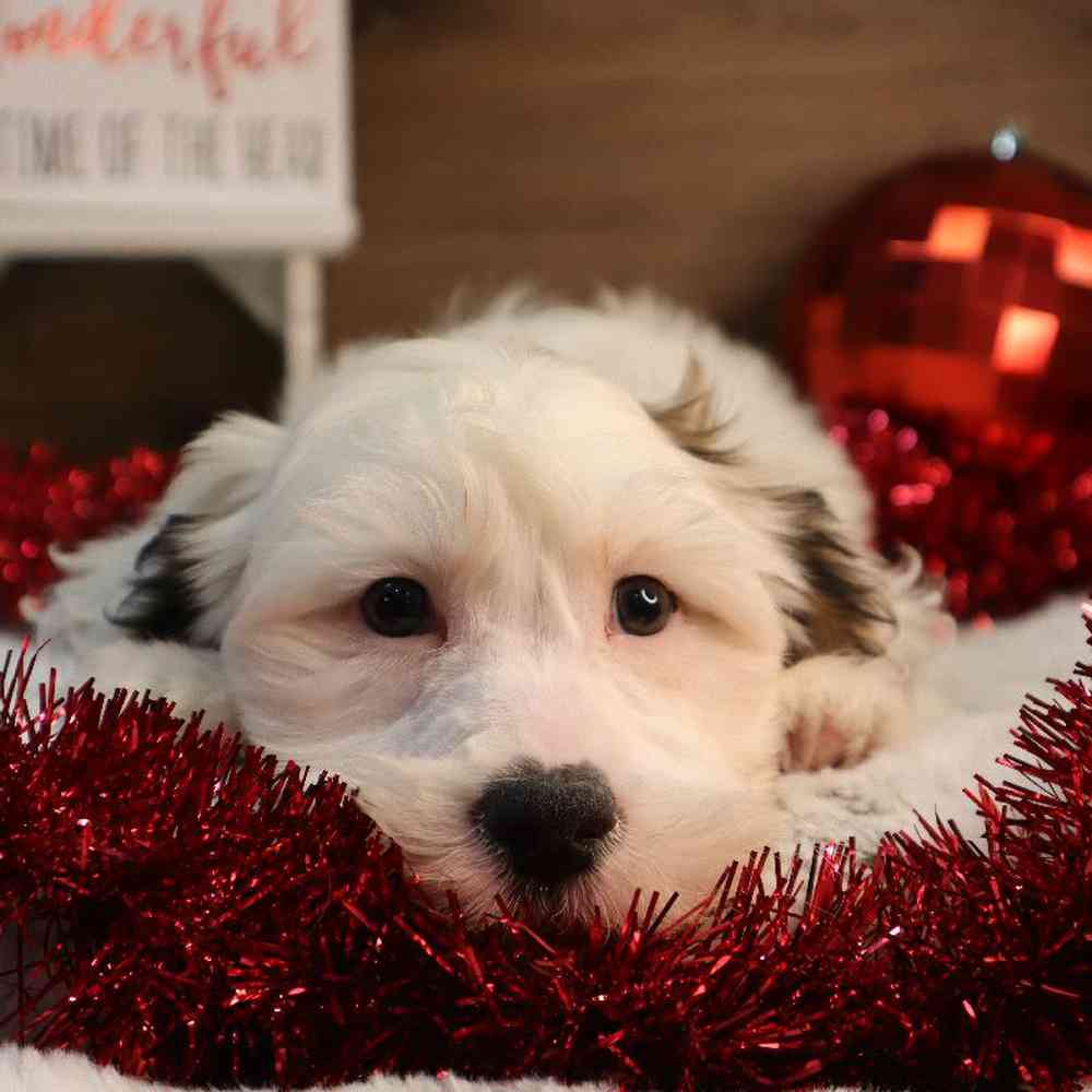 carousel pet images
