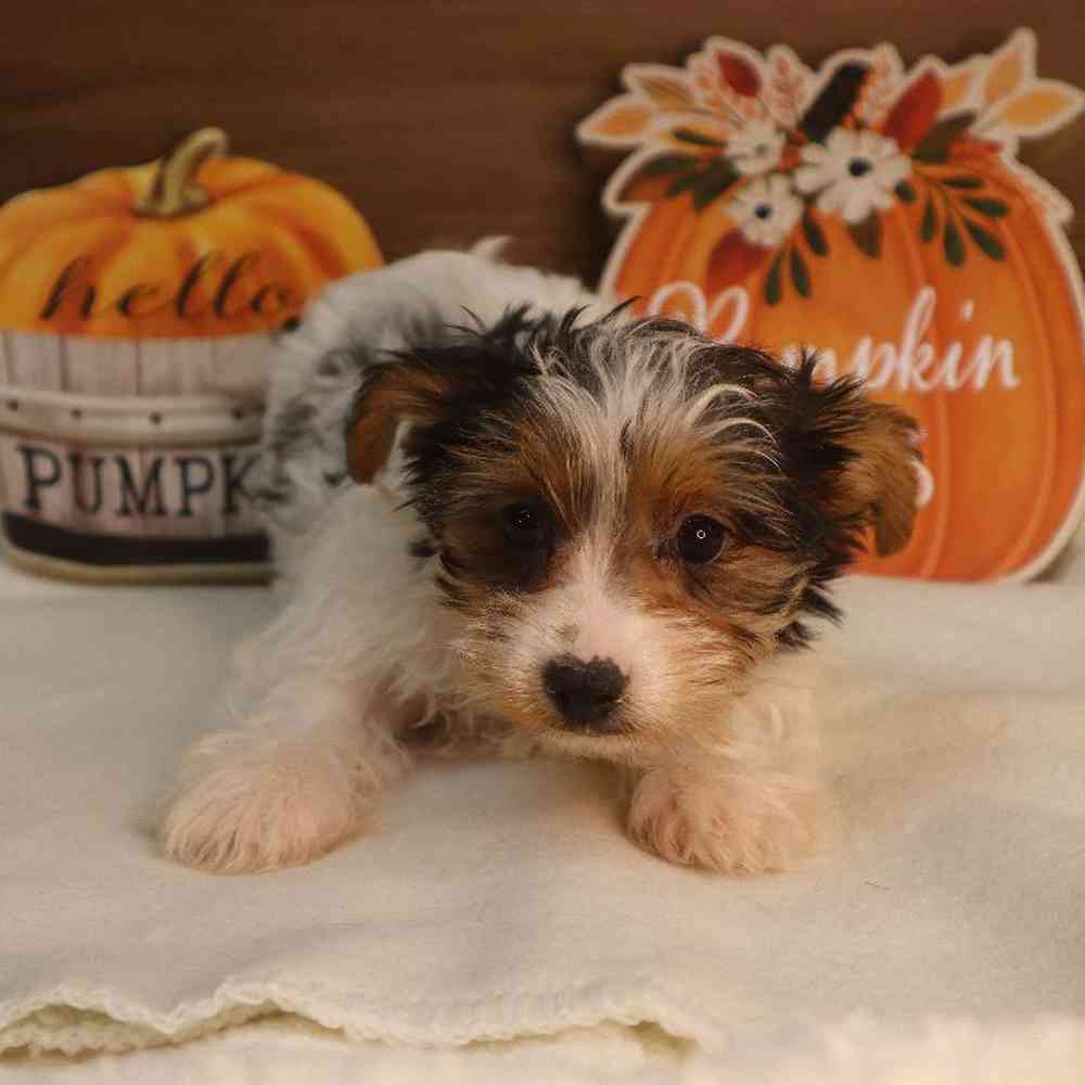 Female Yorkshire Terrier Puppy for sale