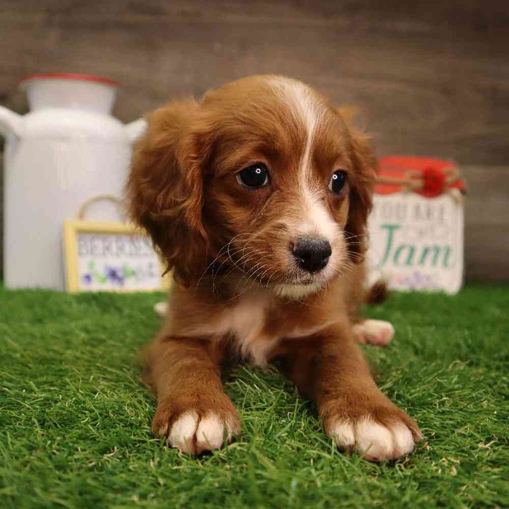 carousel pet images