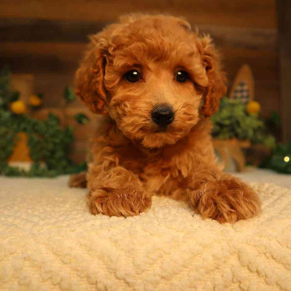 Image of a pet breed in the gallery