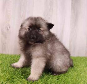Keeshond