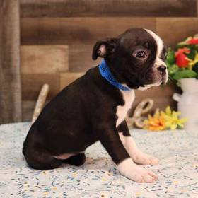 Boston Terrier