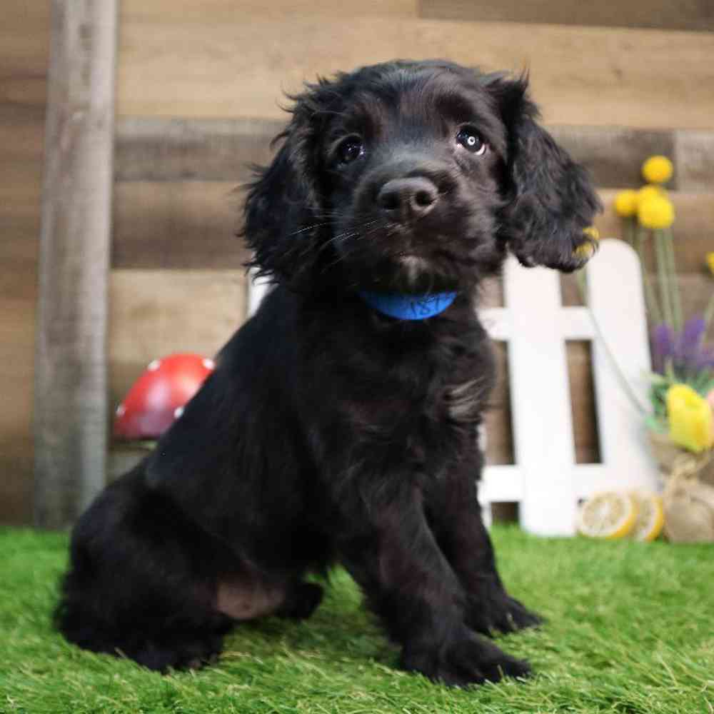 Male Cockapoo Puppy for Sale in Blaine, MN