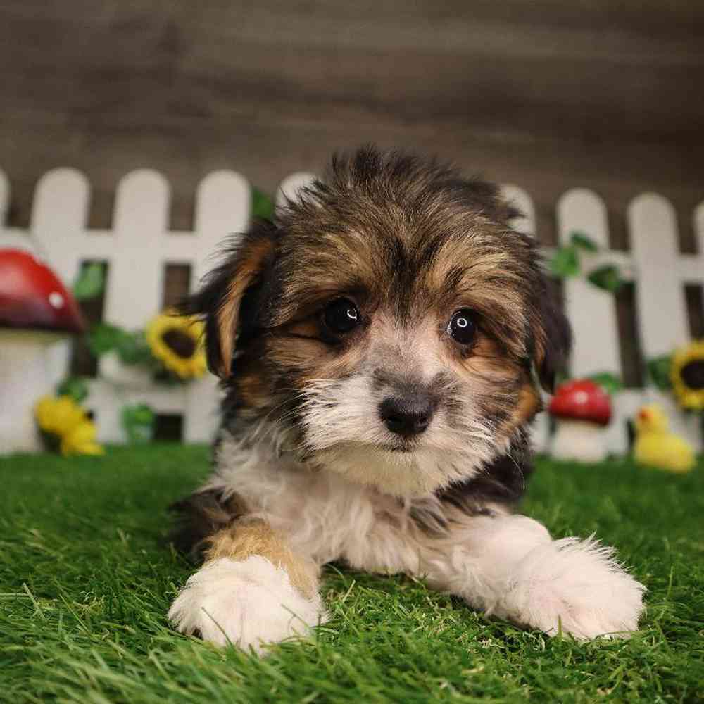 Female Morkie Puppy for Sale in Blaine, MN