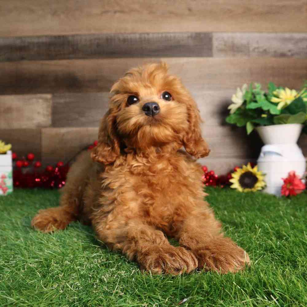 carousel pet images