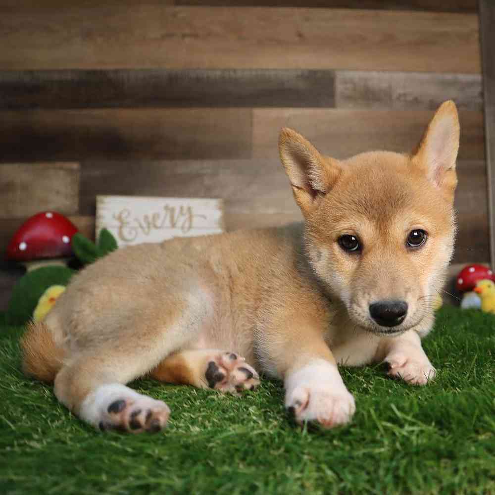Shiba Inu Puppy for sale - Four Paws and a Tail