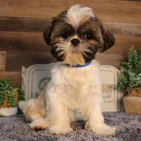 Shih Tzu