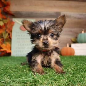 Yorkshire Terrier
