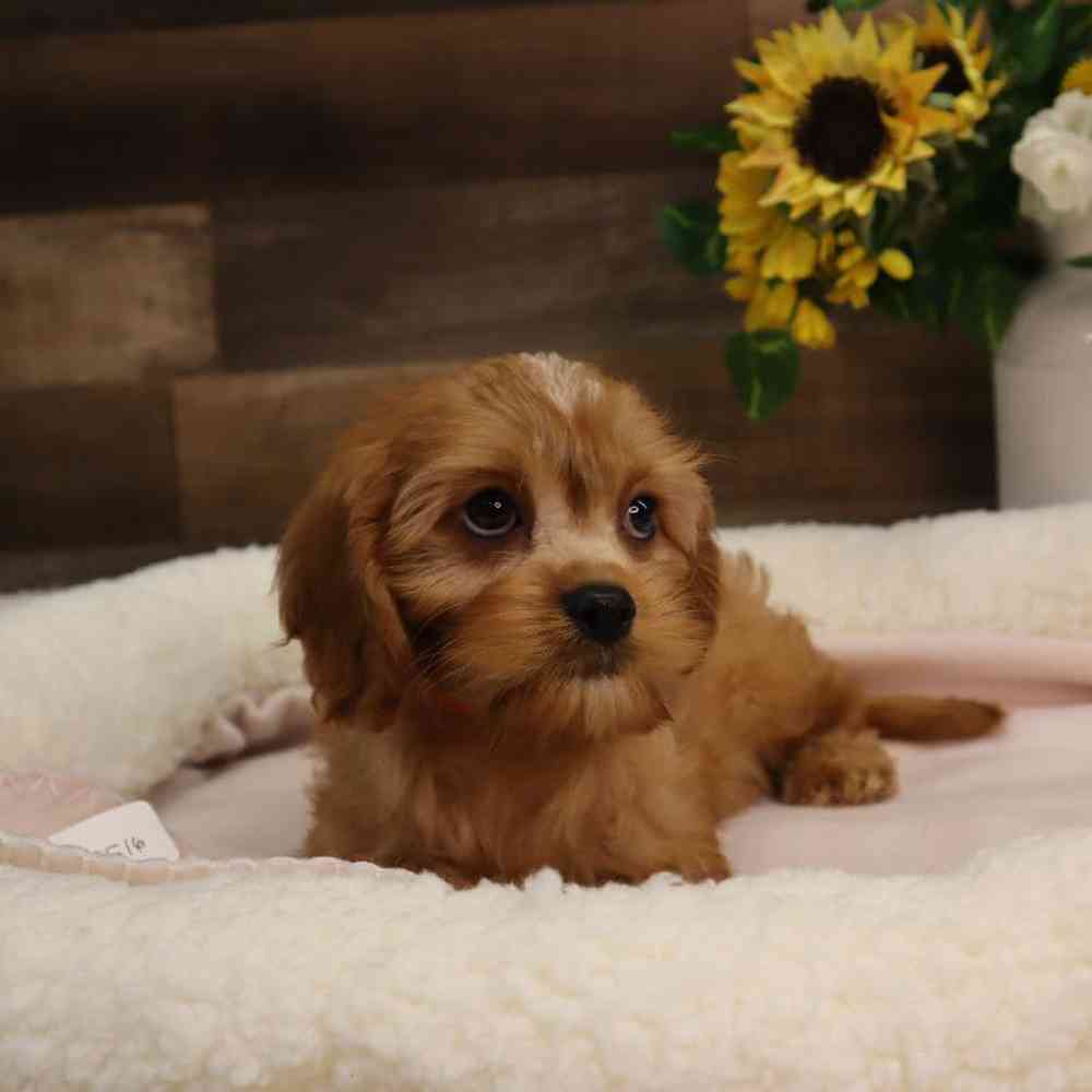 carousel pet images