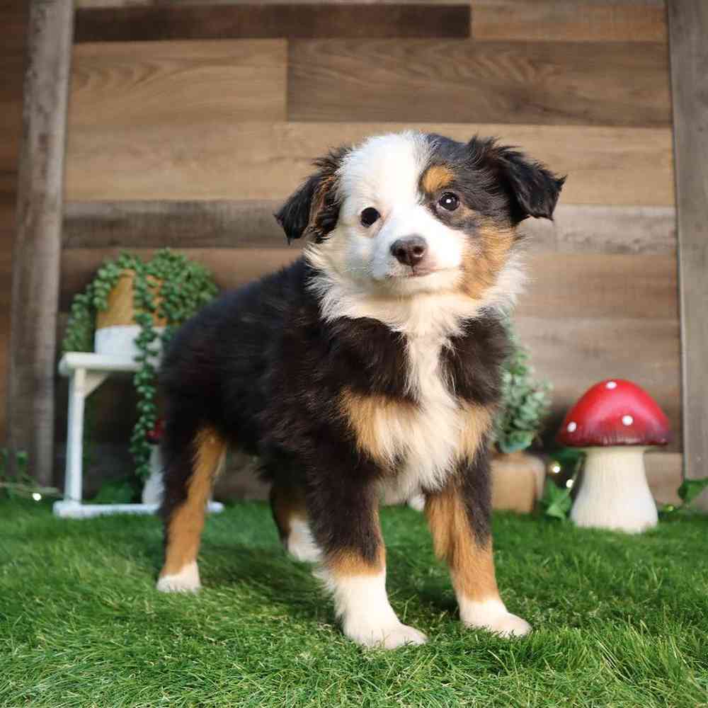 carousel pet images