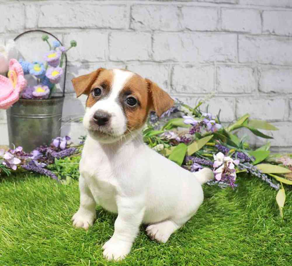 carousel pet images