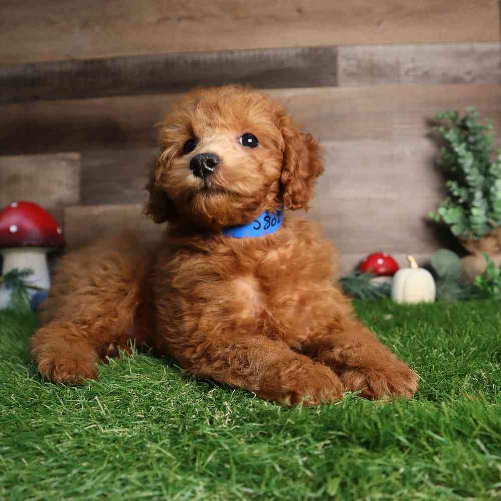 carousel pet images