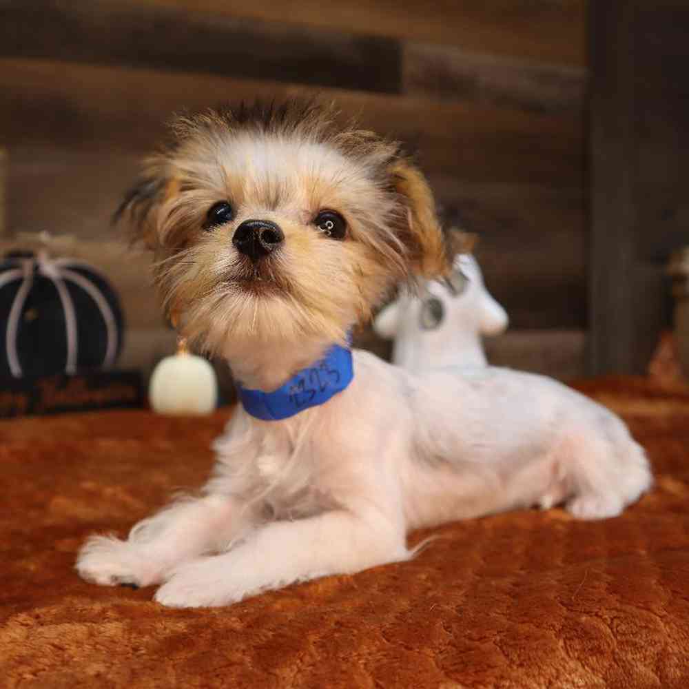 carousel pet images