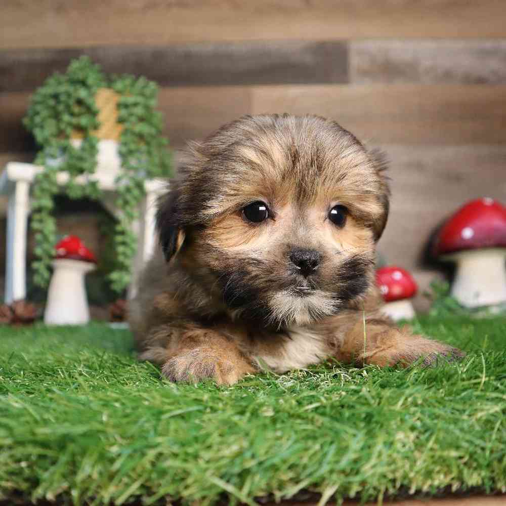 Female Teddy Yorkie Puppy for Sale in Blaine, MN