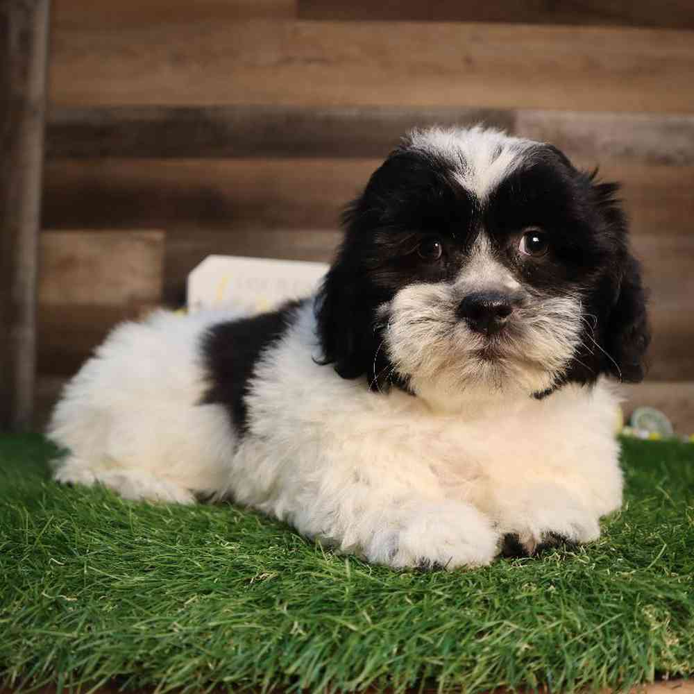 Male Teddy Bear Puppy for Sale in Blaine, MN