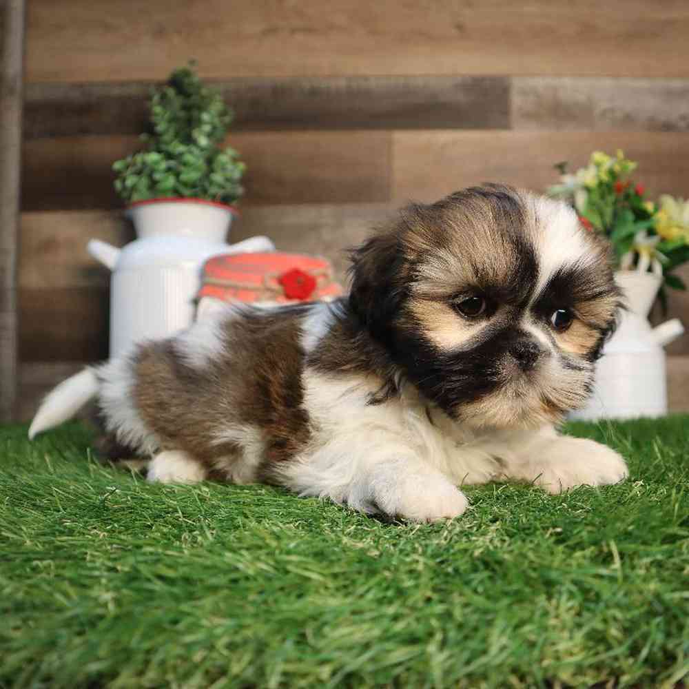 carousel pet images