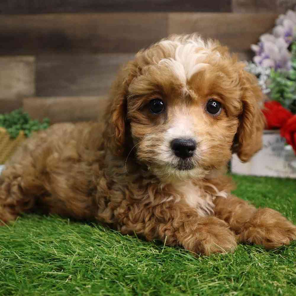 carousel pet images