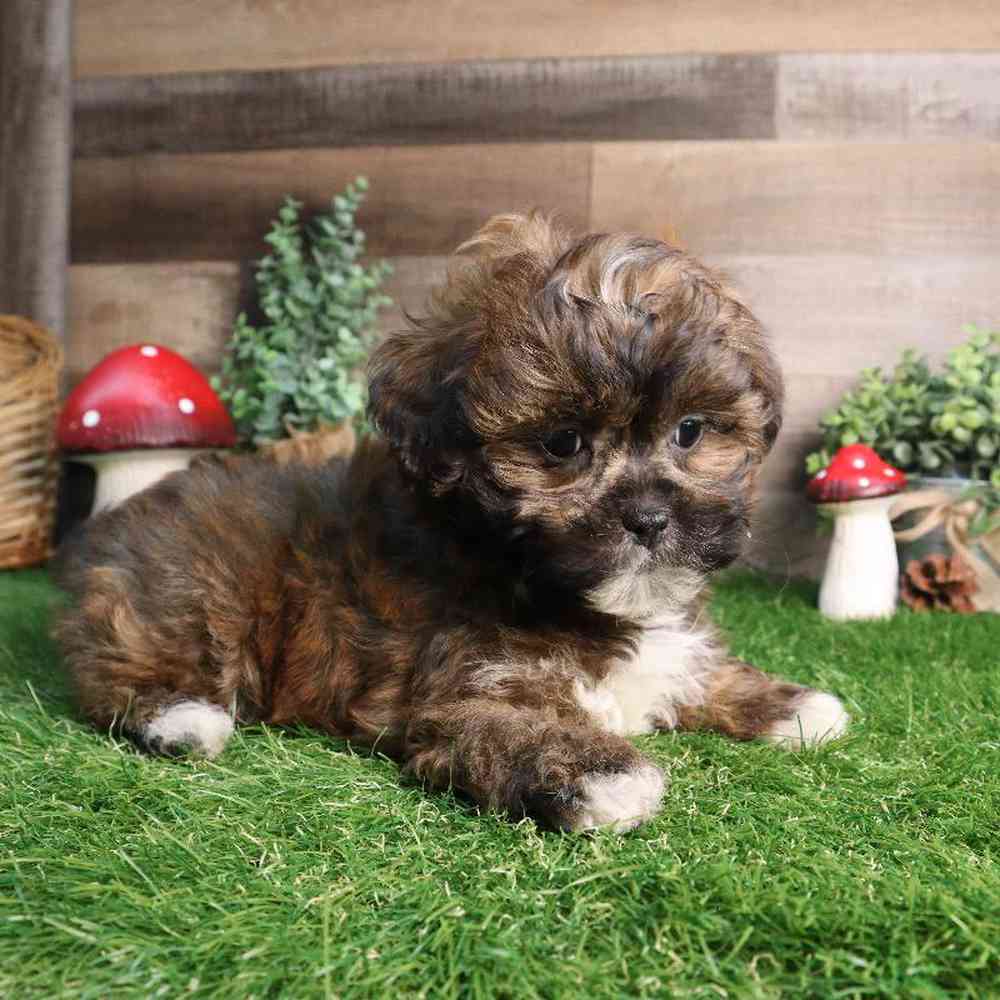 carousel pet images