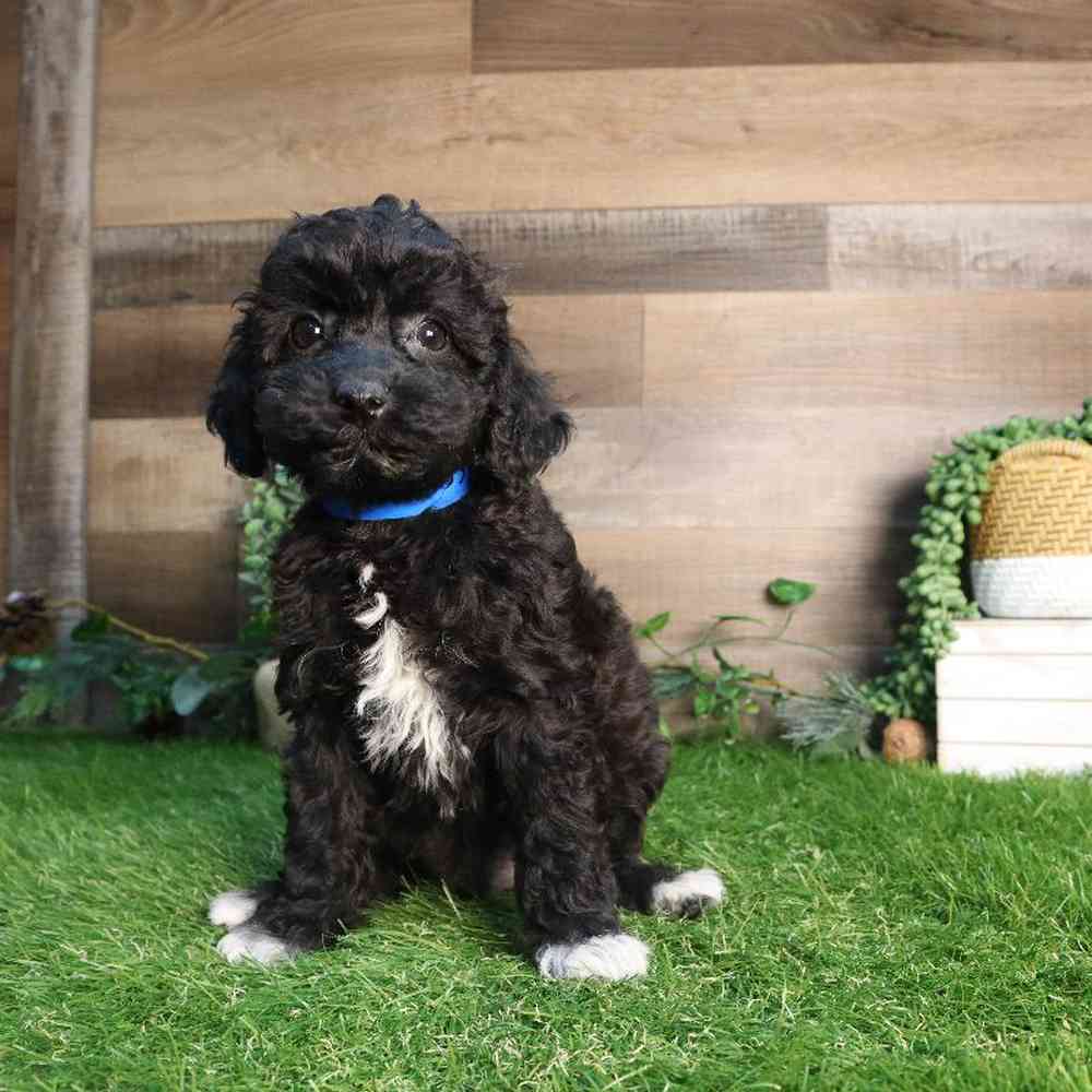 carousel pet images