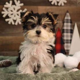 Morkie