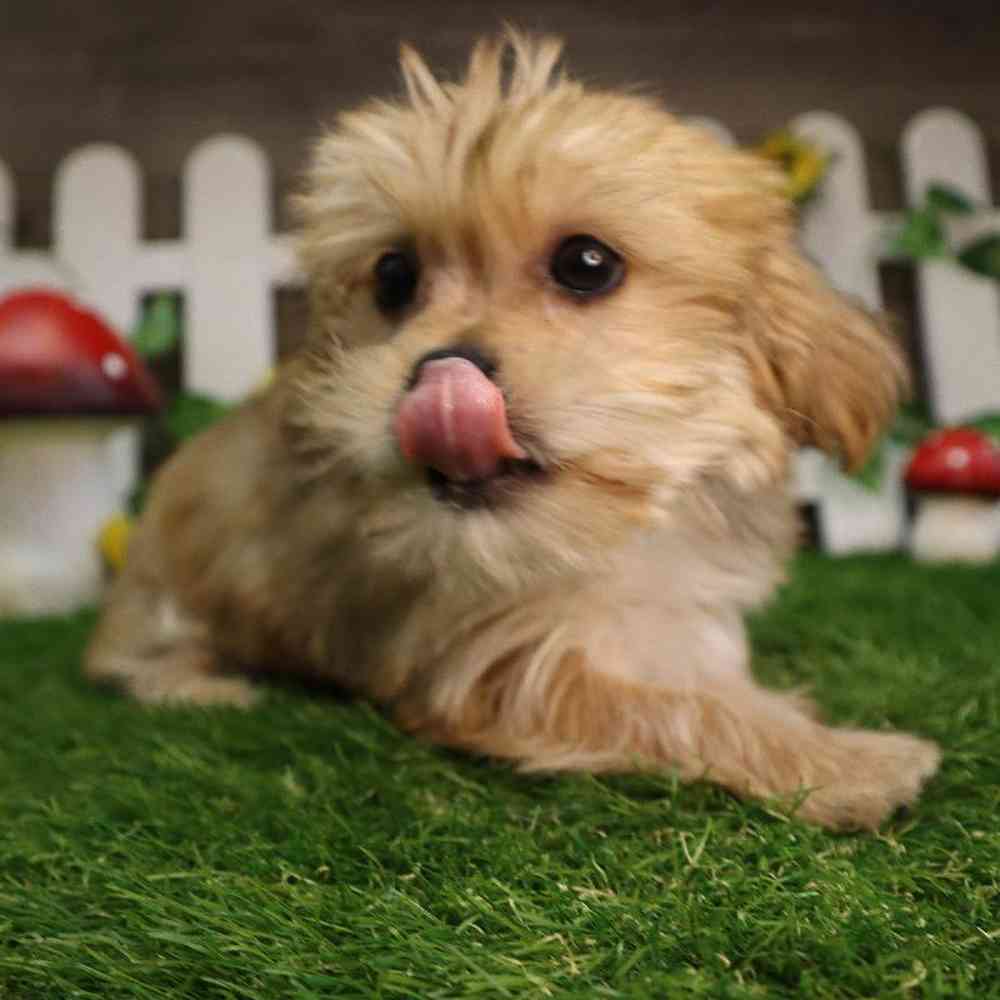 Male Shorkie Puppy for Sale in Blaine, MN