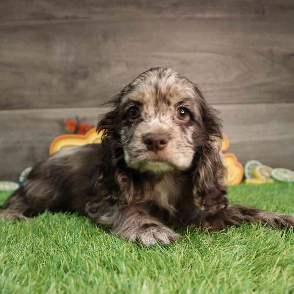 carousel pet images