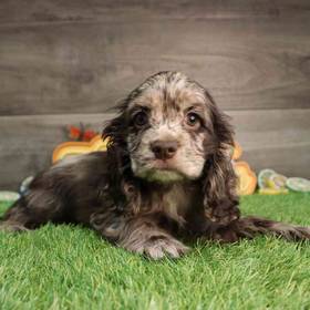 Cocker Spaniel