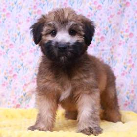 Soft Coated Wheaten Terrier