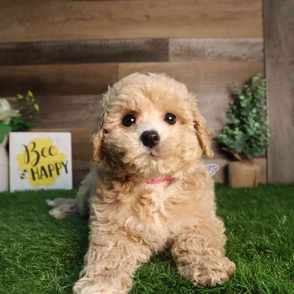 Female Bichon-Poo Puppy for Sale in Blaine, MN