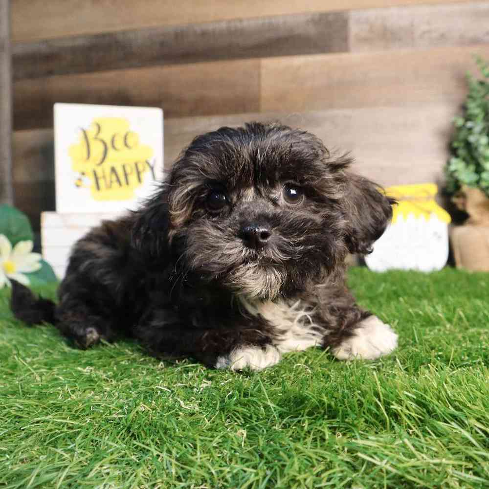 Male Shipoo Puppy for Sale in Blaine, MN