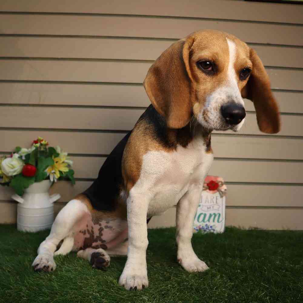 carousel pet images