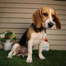 Beagle