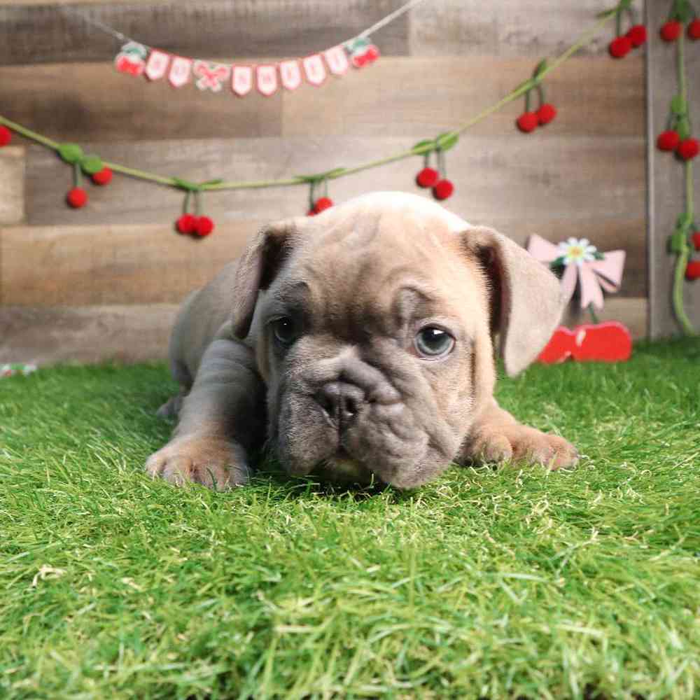 carousel pet images