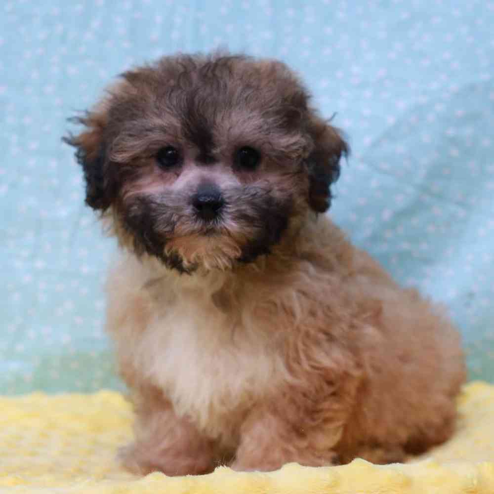 Male Teddy Bear Puppy for sale