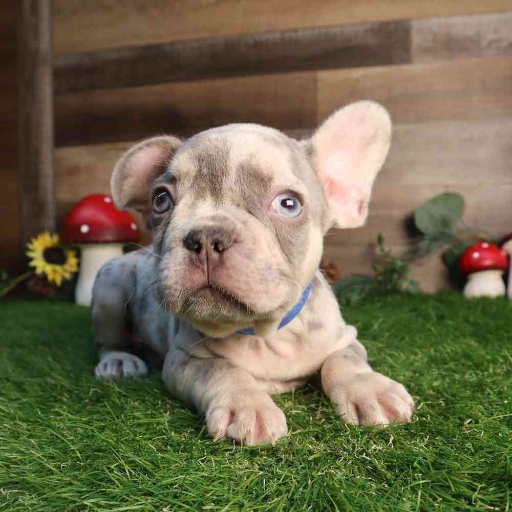carousel pet images