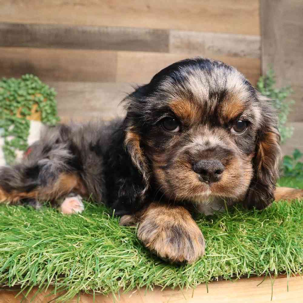 carousel pet images