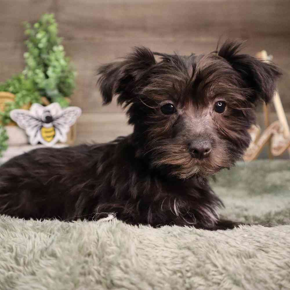 Male Morkie Puppy for Sale in Blaine, MN