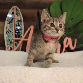 Kitten